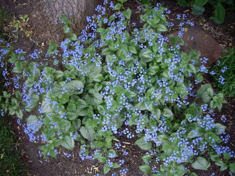 Brunnera macrophylla Jack Frost cobertura do solo não-me-esqueças para sombra