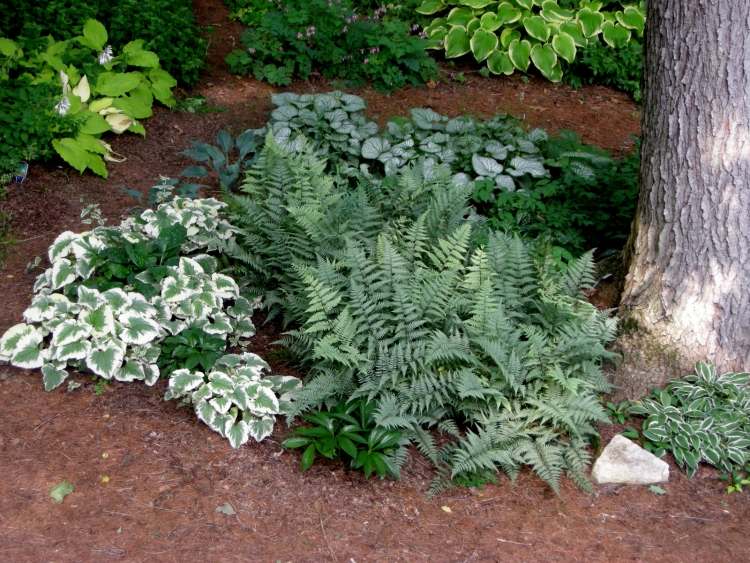 cobertura do solo-sombra-localização-Brunnera-macrophylla-Kaugassus-esqueça-me-não-Jack-Frost-Dawson-White
