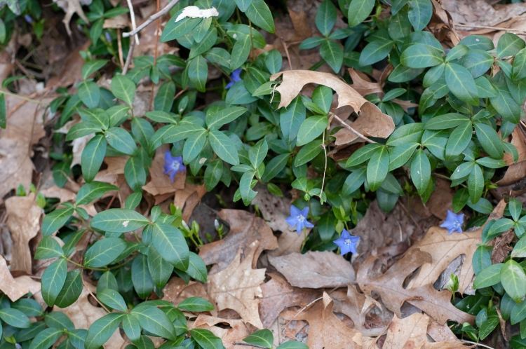 cobertura do solo-sombra-plantas-vinca-minor-blue-flowering