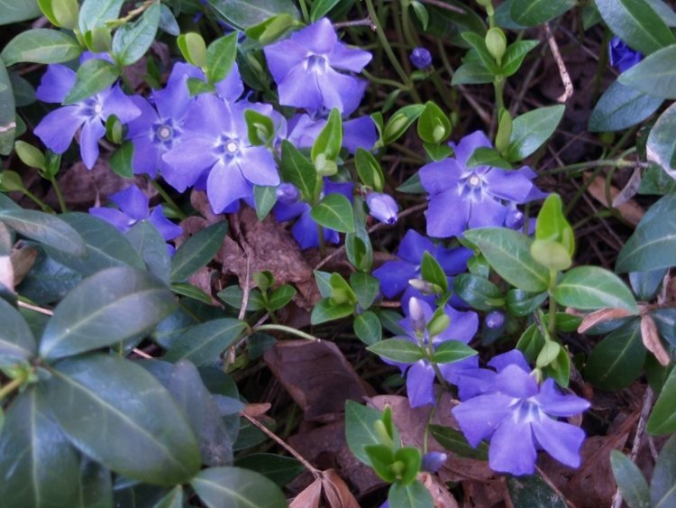 cobertura do solo-sombra-plantas-vinca-major-azul-roxo