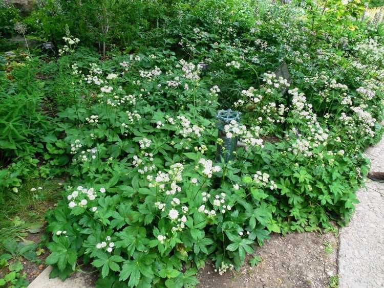 Cobertura do solo para plantas de sombra-setrndolde-Astrantia-major