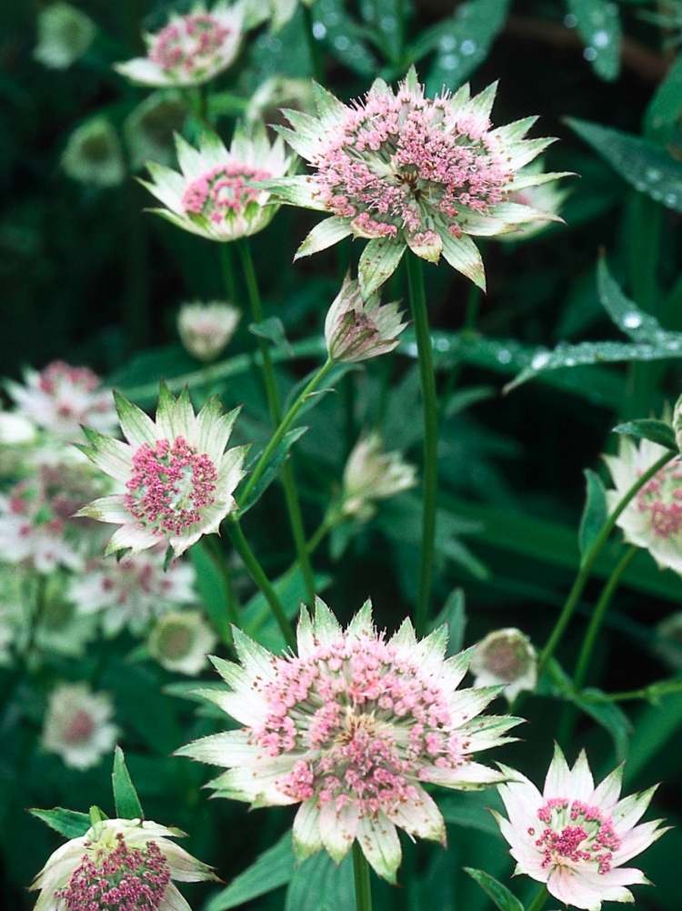 Cobertura do solo para sombra Astrantia major sterndolde blueten