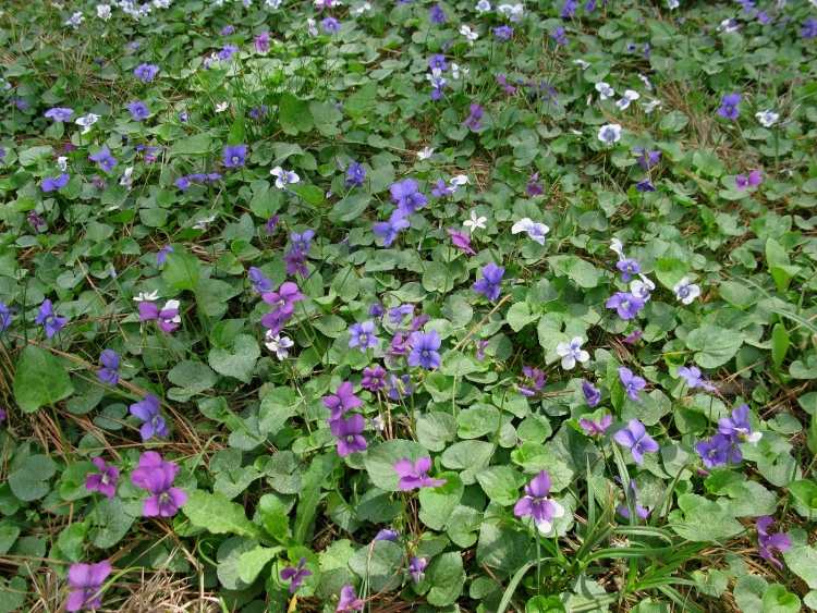 cobertura do solo-sombra-plantas-pentecostes-violetas-viola-sororia-lilás-florescendo