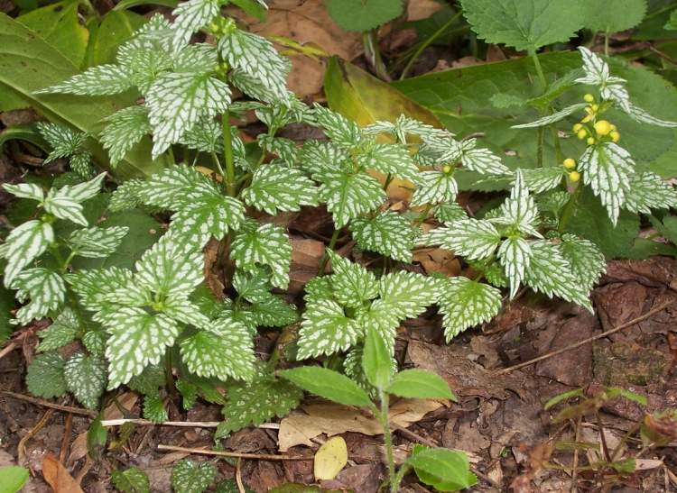 cobertura vegetal-sombra-plantas-Lamiastrum-galeobdolon-urtiga dourada
