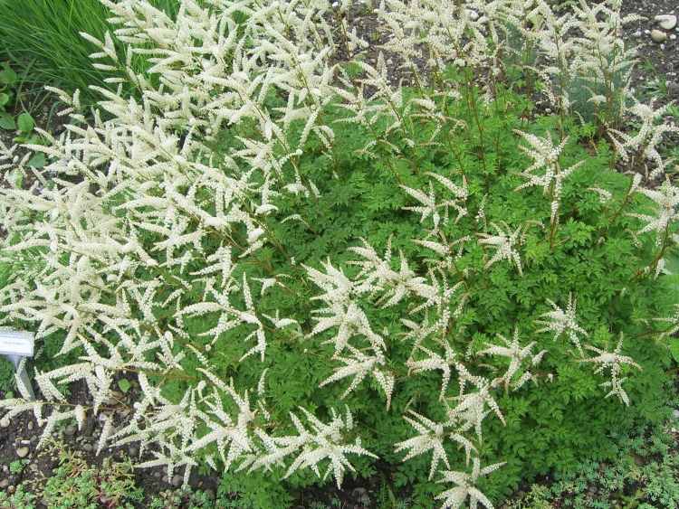 cobertura do solo-sombra-plantas-aruncus-aethusifolius-cavanhaque anão