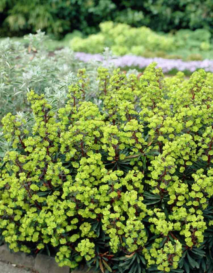 cobertura do solo-sombra-plantas-leite de lobo de amêndoa-Euphorbia-amygdaloides