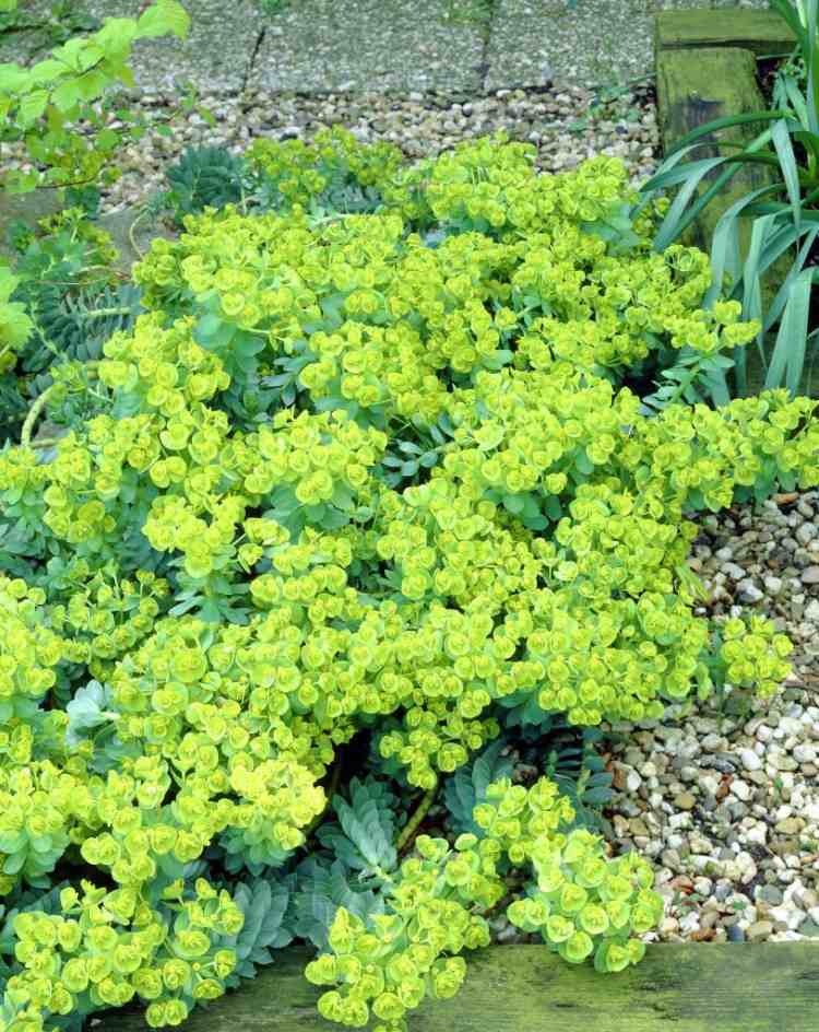 cobertura do solo-sombra-euphorbia-myrsinites-rolo-serralha
