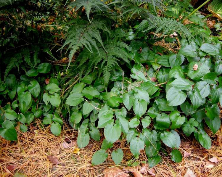 cobertura do solo-sombra-plantas-elfo-flor-Epimedium-perralchicum