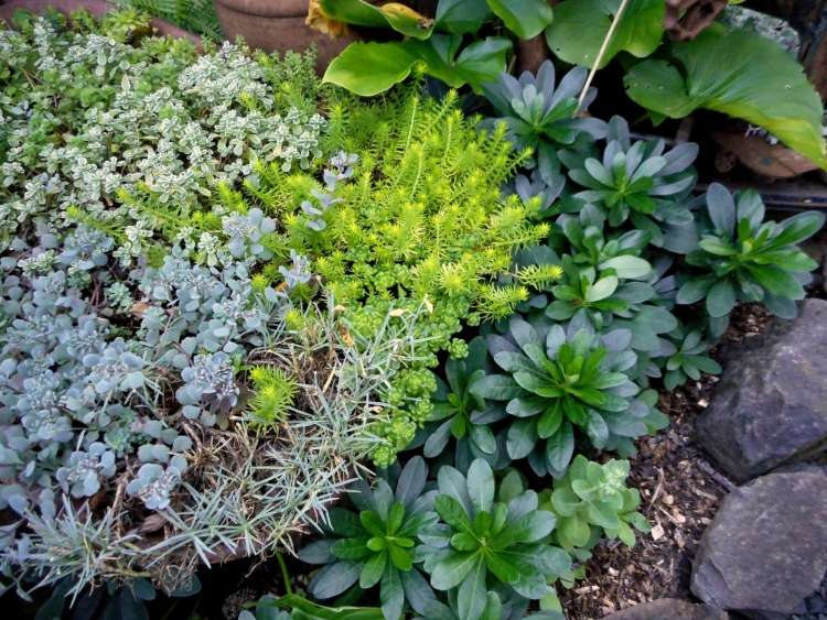 cobertura do solo-sombra-plantas-euphorbia-amygdaloides-var-robbiae-leite de lobo de amêndoa
