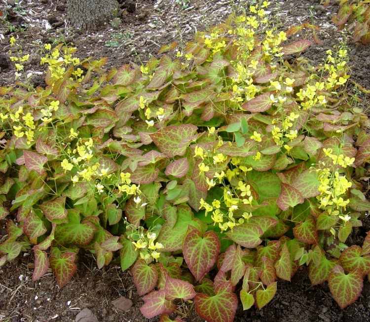 flor élfica-Epimedium-perralchicum-cobertura do solo-sombra-flores amarelas