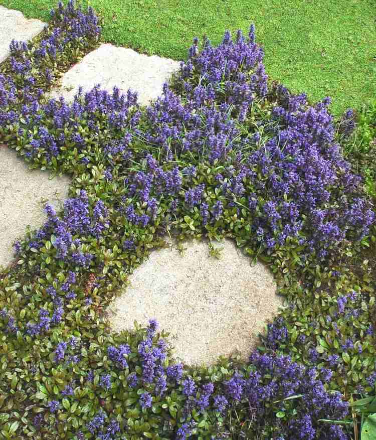 cobertura do solo-sombra-plantas-ajuga-rastejante-guensel-roxo-florescendo
