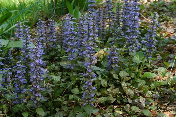 cobertura do solo-sombra-Ajuga-reptans-Kriechender-Guensel