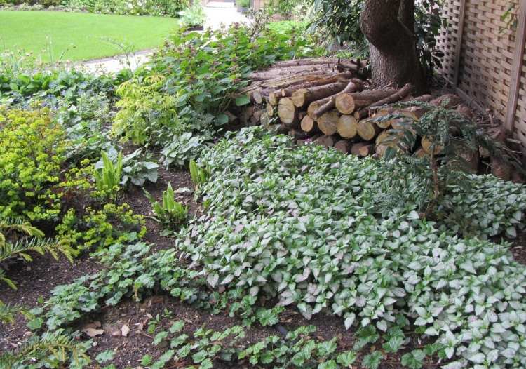 Cobertura do solo para sombra adequada para variedades de plantas