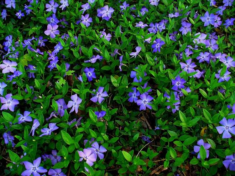 Cobertura do solo florida -vinca-menor-azul-verde-plantas perenes-fáceis de cuidar
