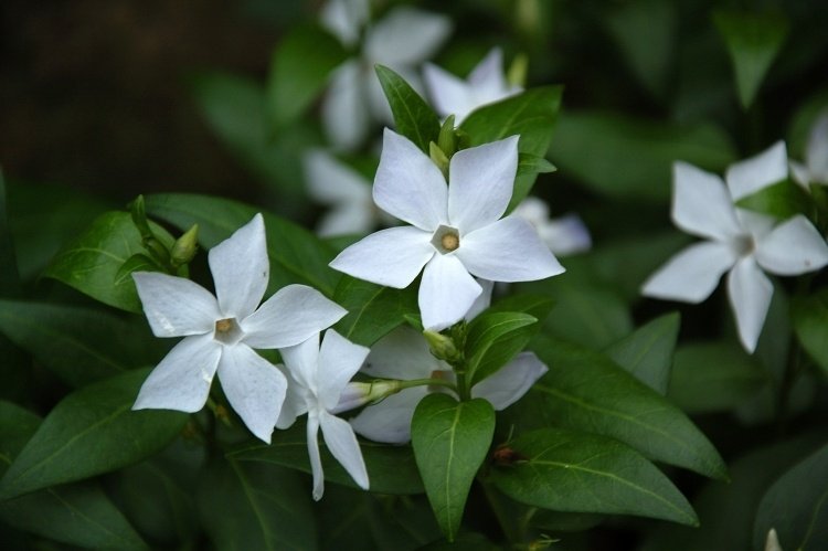 floração-cobertura-branca-tenra-bela-perene-vinca-menor