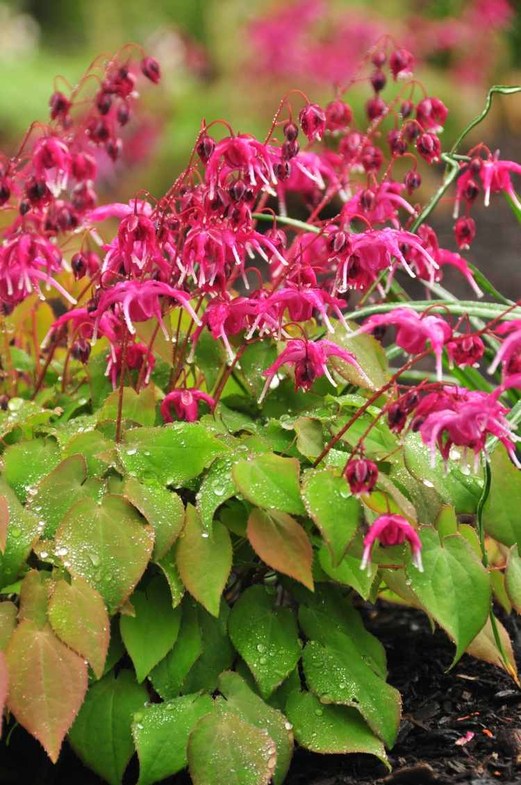 Cobertura de solo em flor -elfenblume-red-pink-lilac-beautiful-epimedium-grandiflorum