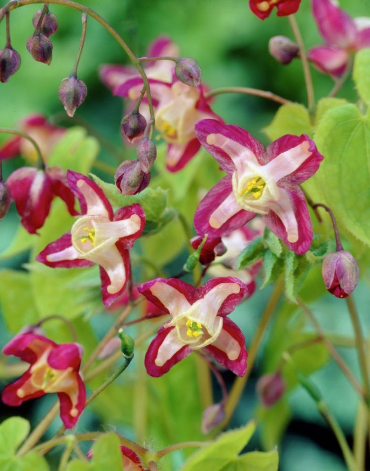 Cobertura de solo em flor -elfenblume-red-pink-lilac-beautiful-epimedium-rubrum