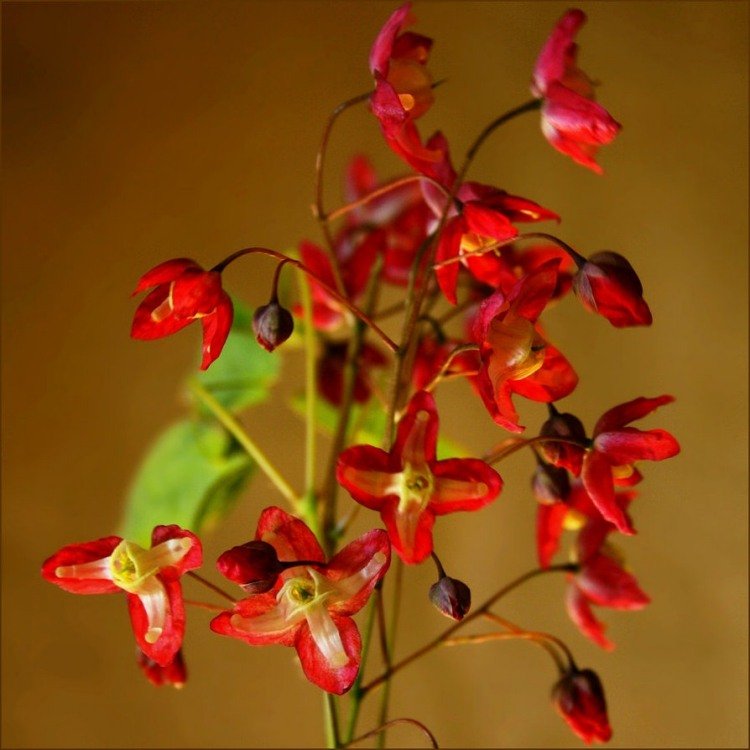 florescendo-solo-cobertura-elfo-flor-vermelho-amarelo-lilás-belo-epimedium