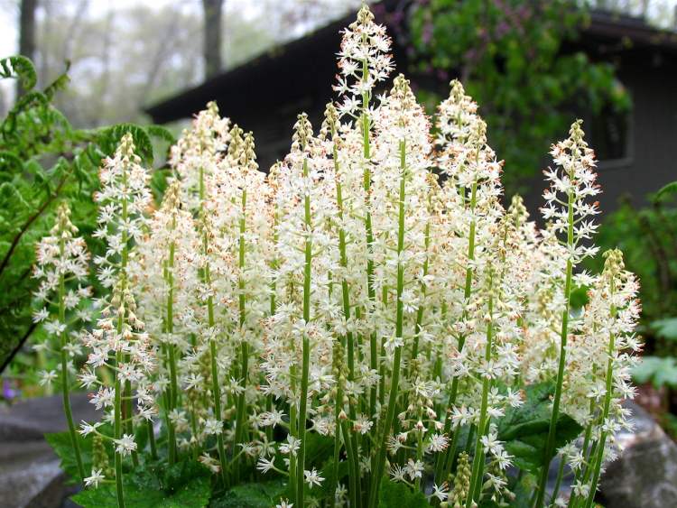 Cobertura de solo em flor-branca-Tiarella cordifolia-espuma-flor-sombra-verde