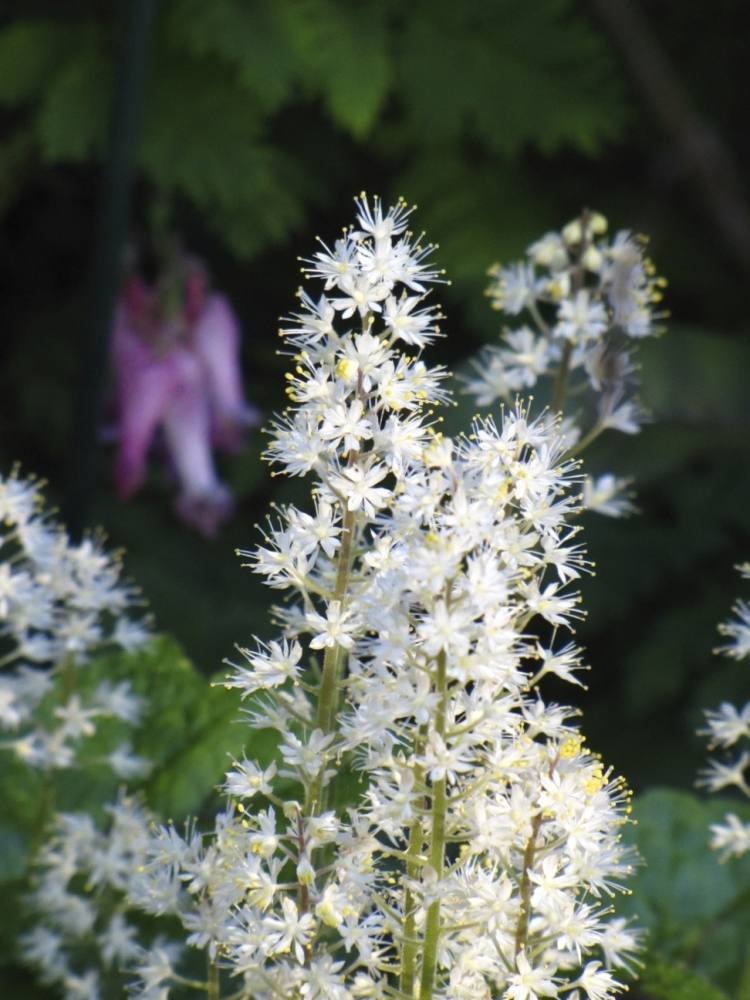 floração-solo-cobertura-branca-tiarella cordifolia-espuma-flores-sombra-flores