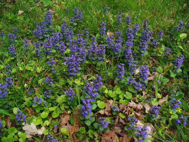 Cobertura do solo florida -guensel-blue-ajuga reptans-atropurpurea-violeta