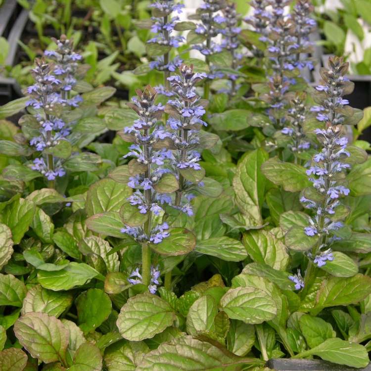 floração-solo-cobertura-guensel-azul-ajuga reptans-atropurpurea