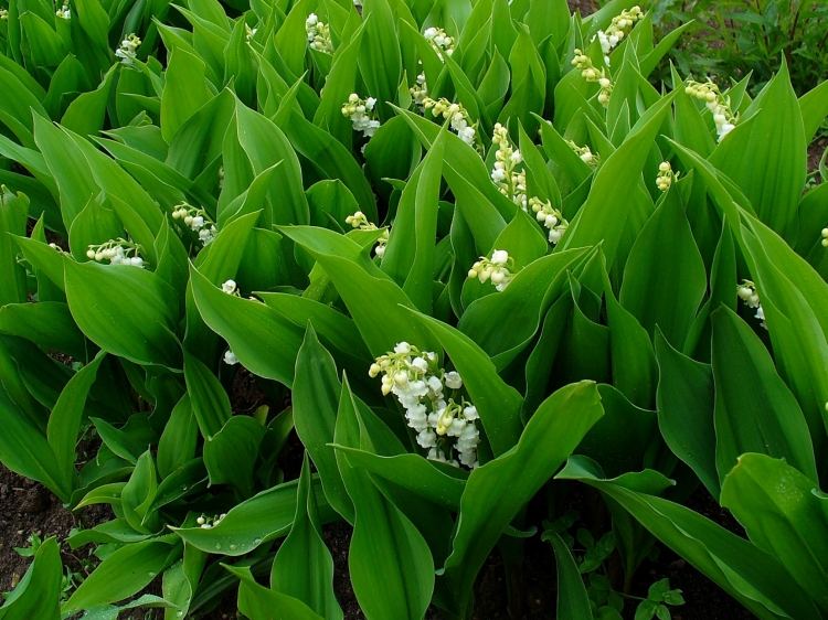 Cobertura de solo em flor-lírio-do-vale-convallaria-majalis-white-tender