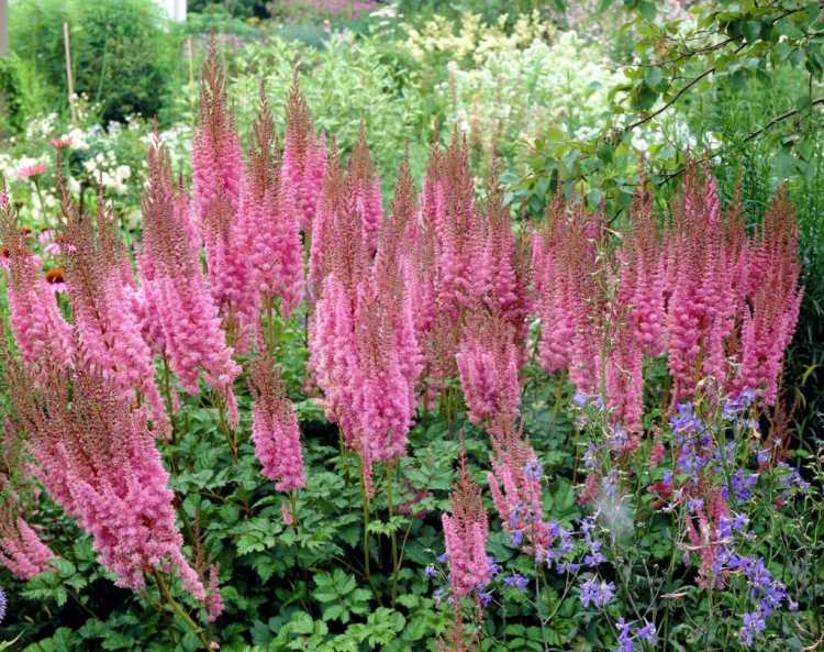 Blossoming-ground-cover-astilbe-chinensis-pumila-splendorspiere-purple-garden-blossoms