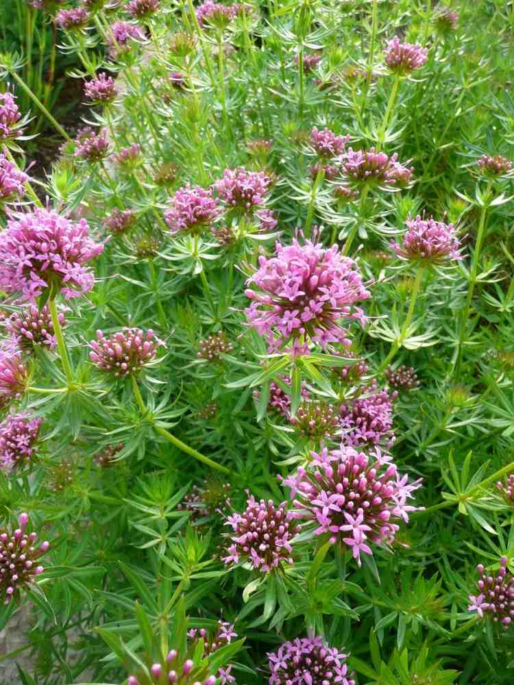 Cobertura do solo em flor-rosa woodruff-phuopsis-crucianella-stylosa-pink-garden