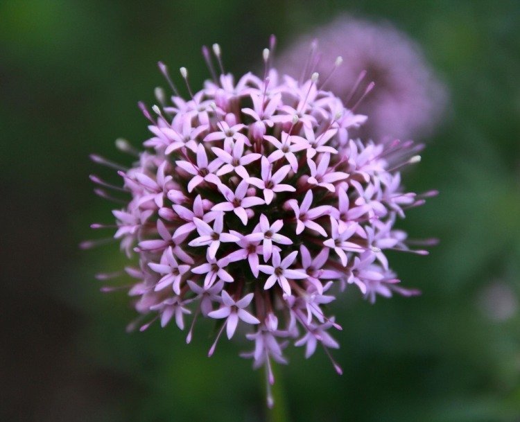 Cobertura do solo em flor-rosa woodruff-phuopsis-crucianella-stylosa-pink-small-flowers