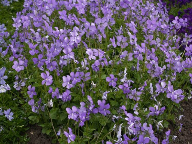 Cobertura do solo florido -veilchen-violet-viola-cornuta-garden-breeding-planting