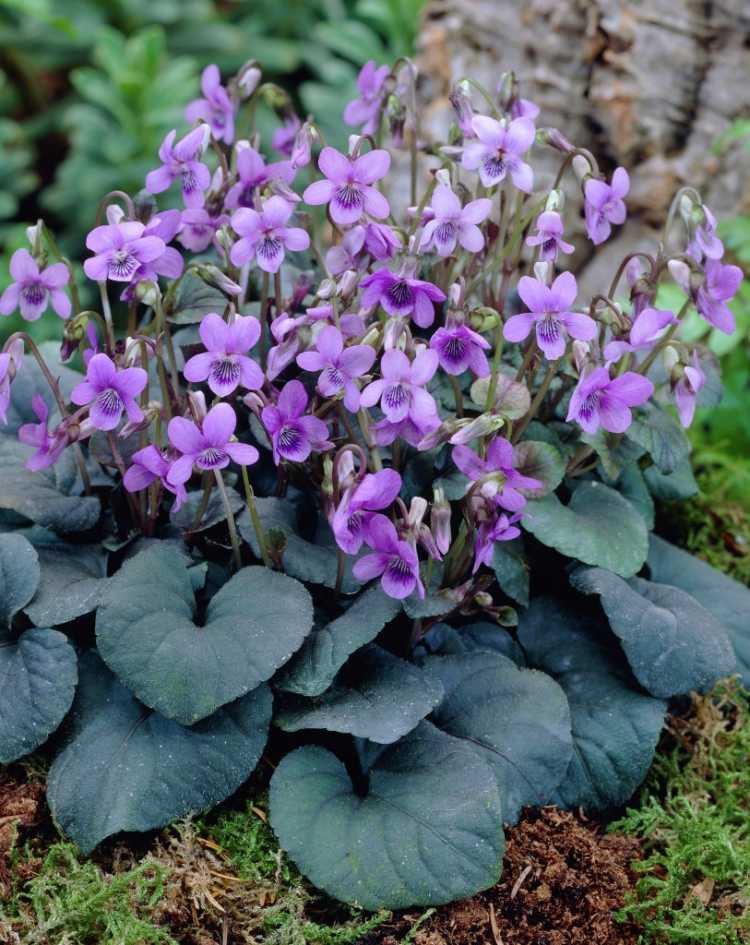 Cobertura do solo em flor -veilchen-Viola-odorata-blossom-shadow-easy-care-violet