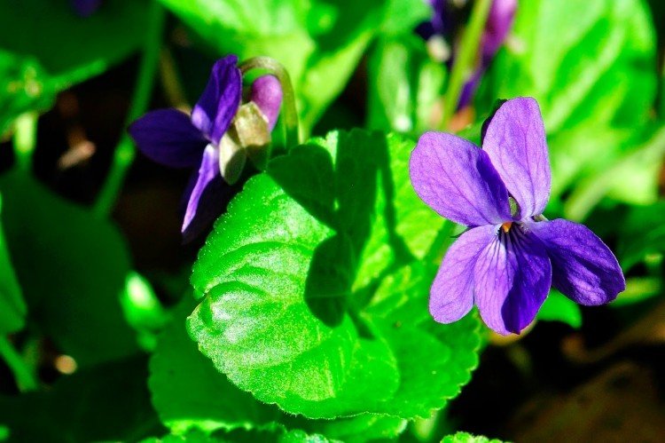 florescendo-cobertura-do-solo-violetas-violeta-viola-cornuta-sol-flor-bela-verde