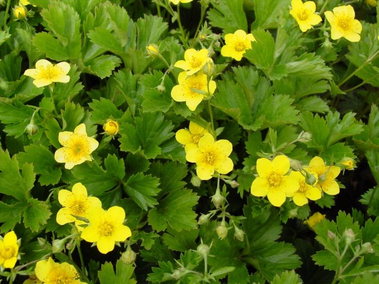 flowering-ground-cover-low-gooldberry-waldsteinana-ternata-yellow-garden-green