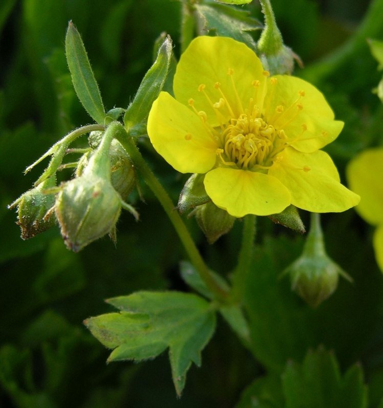 floração-solo coberto-baixo-amora-dourada-waldsteinana-ternata-floração-amarelo