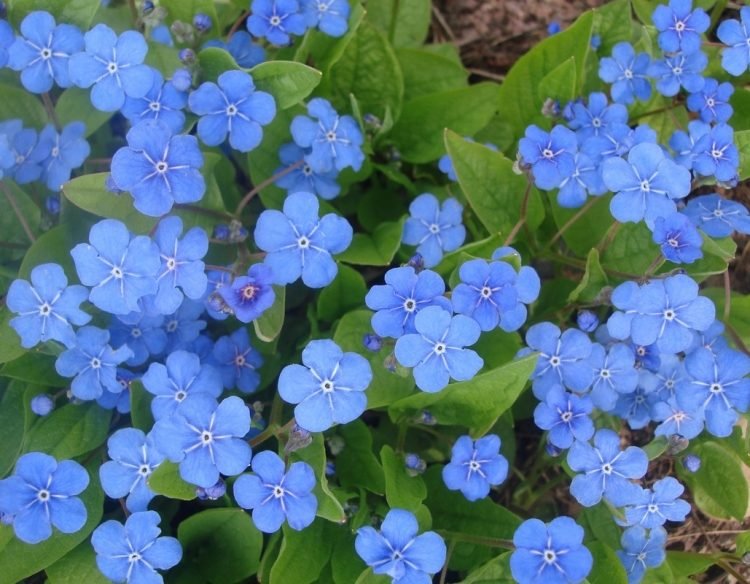 florescendo-cobertura-do-chão-esqueça-me-não-azul-violeta-Gedenkemein-omphalodes-verna