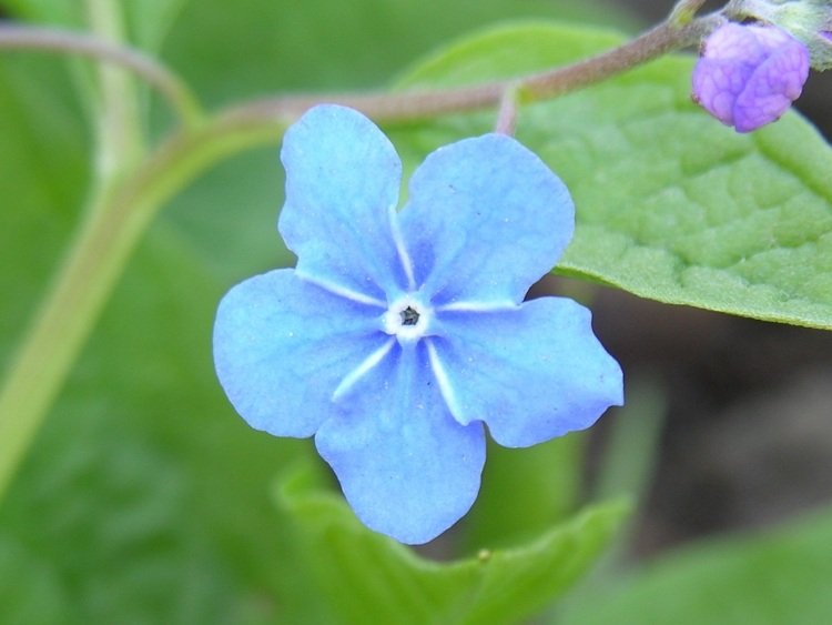 florescendo-cobertura-solo-comemorar-onfalodes-verna-azul-violeta-flor-escuna