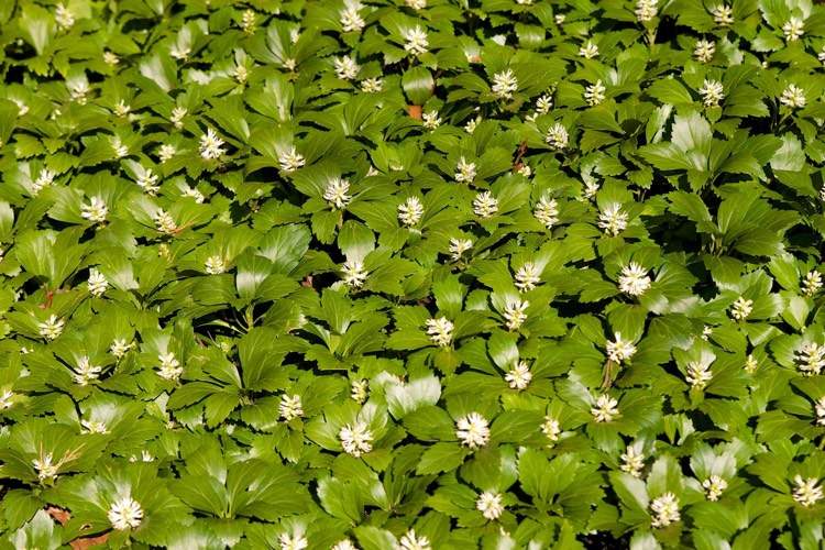 Pachysandra-terminalis-fat-male-shadow