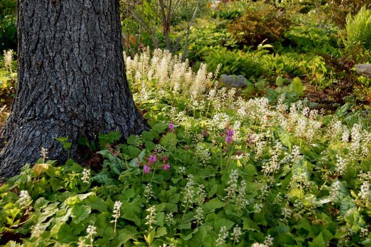 tom de flor de espuma de tiarella cordifolia