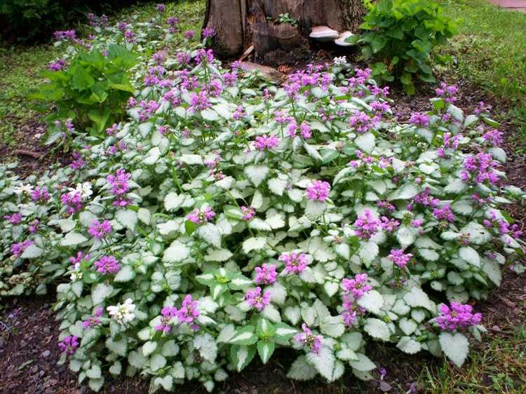 Lamium maculatum-Red Nancy-cobertura do solo-sombra-amadeirada