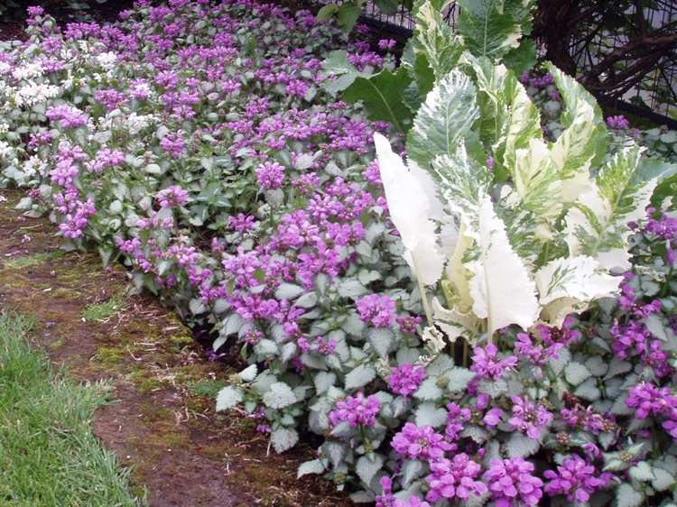 Lamium maculatum-Red-Nancy-Deadnettle-Shade