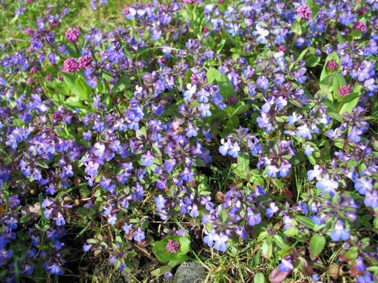 florescendo cobertura do solo collinsia-parviflora-lilac-blue-blueten-pretty