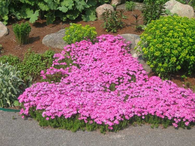 cobertura vegetal florida phlox-ideia-rosa-flor-jardim canteiro de arbustos