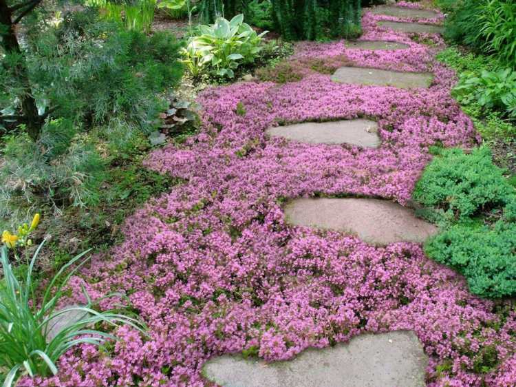 Blossoming-ground-cover-pink-flowers-idea-garden-path-stones