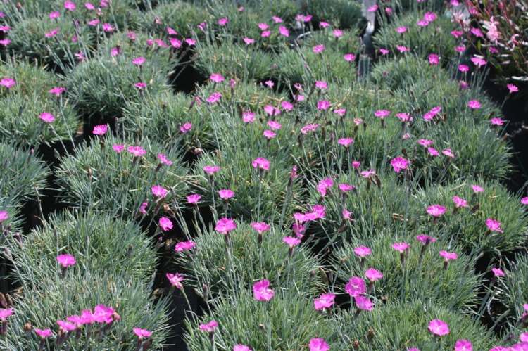 florescendo cobertura vegetal jardim design-graeser-blueten-rosa