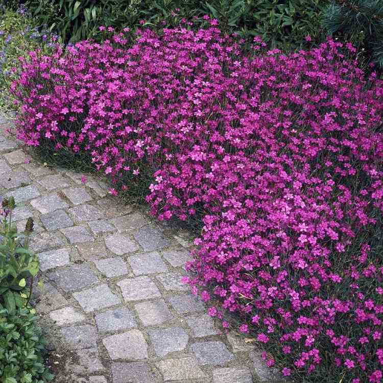 Cobertura do solo em flor -som-violeta-lilás-delicada-linda-aconchegante