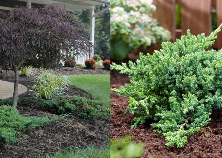 Árvores plantando zimbro em carpete no jardim japonês