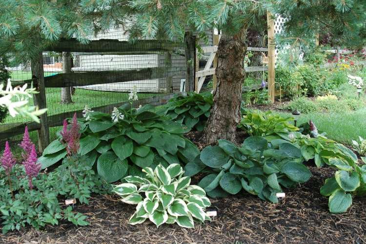 Plantando hostas sob coníferas como idéias de cobertura do solo