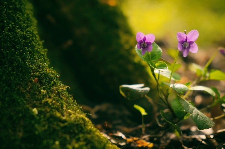 Cobertura do solo em flor sob as violetas das árvores