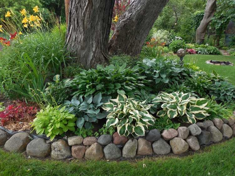 Cobertura do solo sob árvores para sombra de hostas e gramíneas